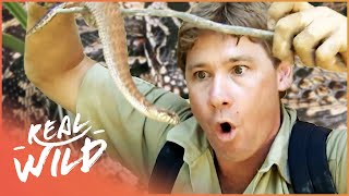 Steve Irwin's Best Moments: Venomous Snakes | Real Wild
