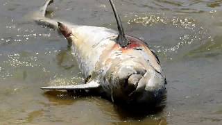 Dead dolphin found on Biloxi beach May 28, 2019 / Mississippi Wildlife I spotted a Dead dolphin on the beach in Biloxi, Mississippi. Over 80 dead dolphins and this is the highest number of dead dolphins that the Coast has seen ..., From YouTubeVideos