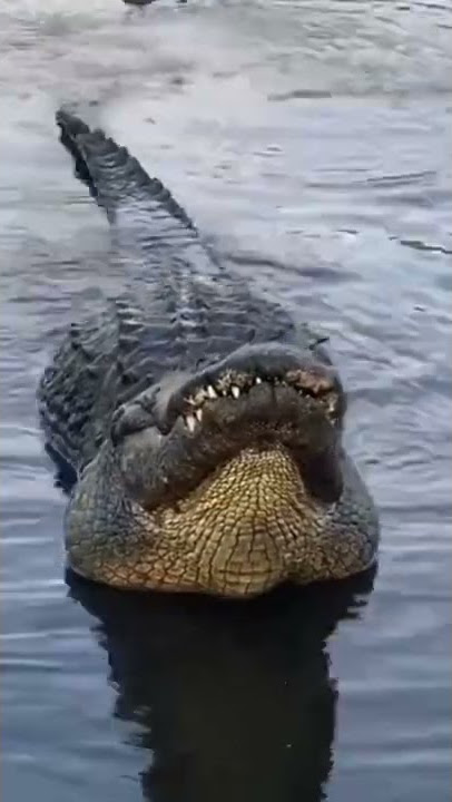 Suara buaya jantan pengen kawin