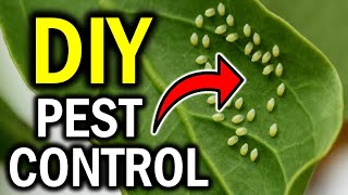 12 Secret Natural Remedies To Eliminate Plant Bugs Naturally screenshot 1