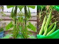 How to grow ridge gourd and cook delicious ridge gourd recipe  garden to plate