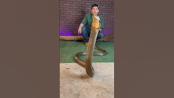 KING COBRA GROWL #kingcobra #reyrackz #animals #venomous #snake #reptiles #wildlife #nature #fyp