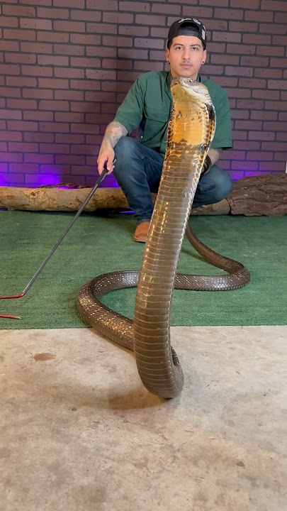 GERAM KING COBRA #kingcobra #reyrackz #hewan #berbisa #ular #reptil #satwa liar #alam #fyp