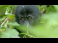 Wild Gorilla Fight | Gorilla Family and Me | BBC Earth