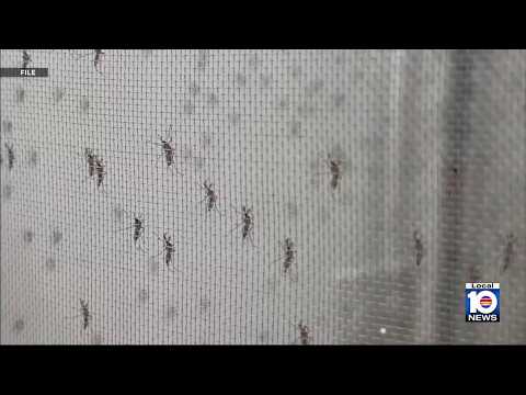 Health officials in Broward confirm locally-acquired case of dengue fever