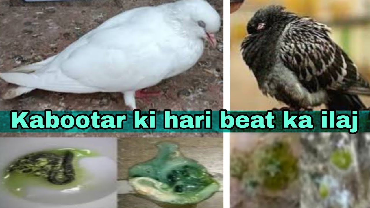 Kabootar ki hari beat ka ilaj,100% kabutar ka ilaj @AkashDhoundiyal-u1b 