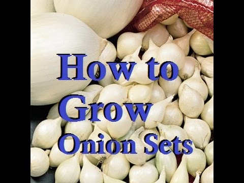 Video: How To Grow Onion Sets