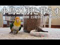 小鳥21羽と田舎暮らし 約5キロのシード&ペレットを混ぜる ことりごはん #008