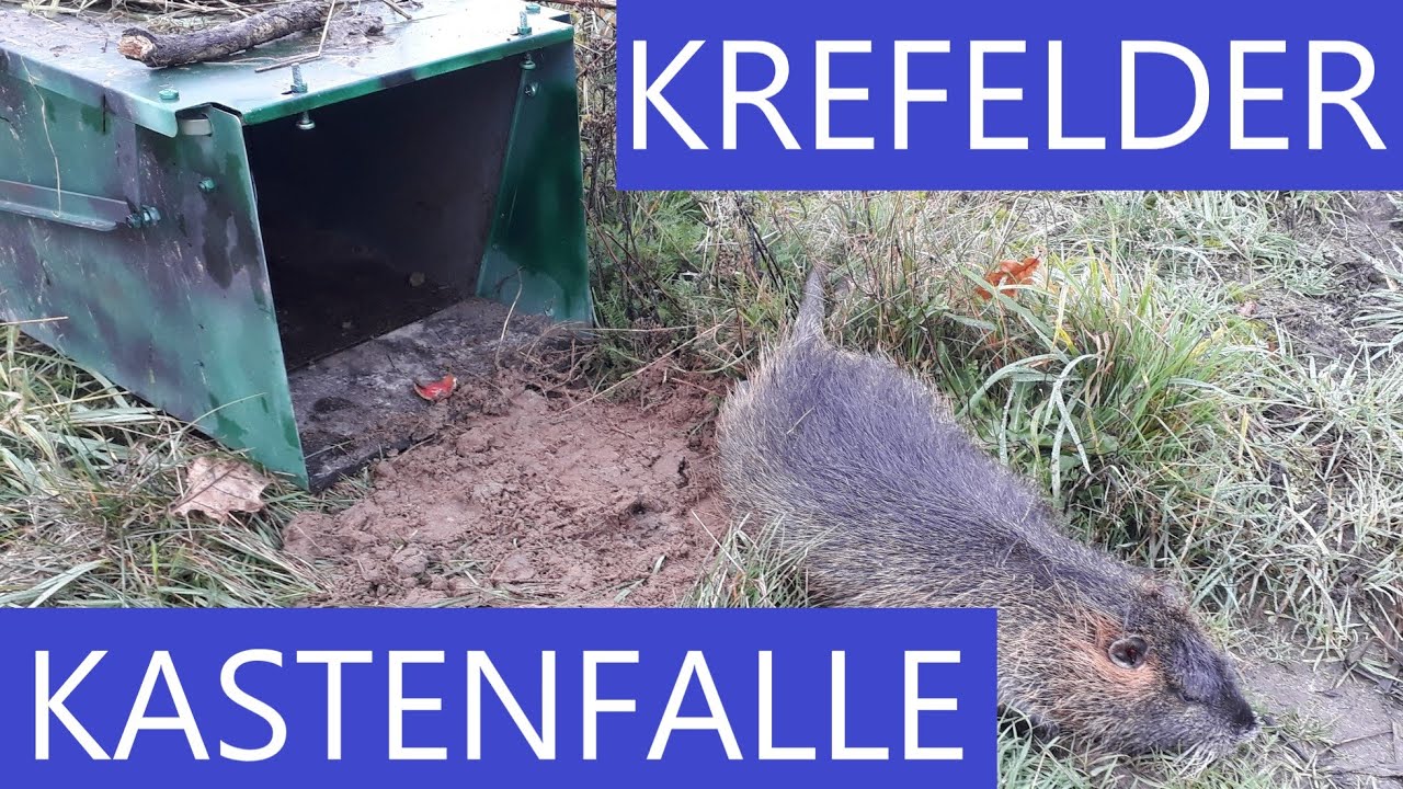 #1 Betonrohrfalle selber bauen//Betonrohre für Fallen optimieren//Fallenjagd//TrapperInfo