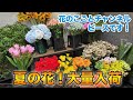 【花屋】カラフルに色々花入荷して来ました!暑い夏を花を飾って癒されよう!#730