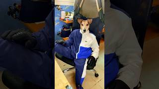 Which Dog Would You Want To Have Forever?