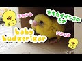 セキセイインコきみちゃん かきかきでうっとり