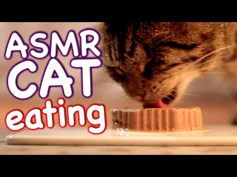 ASMR Cat - Eating #3