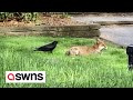 Cheeky crow repeatedly pecks at fox&#39;s bum as it tries to enjoy the sun | SWNS