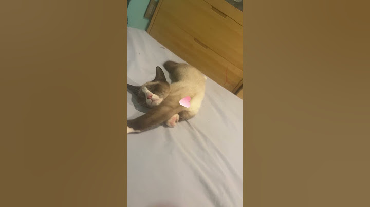 #Cat #PleaseSubscribe #Cute #AI #1,Million #CanWeGet1000Views #fyp #W #1Hundred #50,000