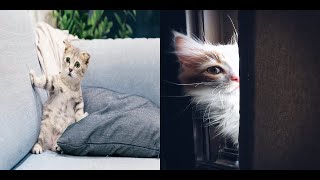 Funniest Cats Reactions  Daily Pets In Funny Situations  - cute cats 2022  DOW CATS