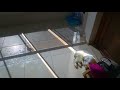 Download köpek hastalık belirtileri köpek hastalık belirtileri