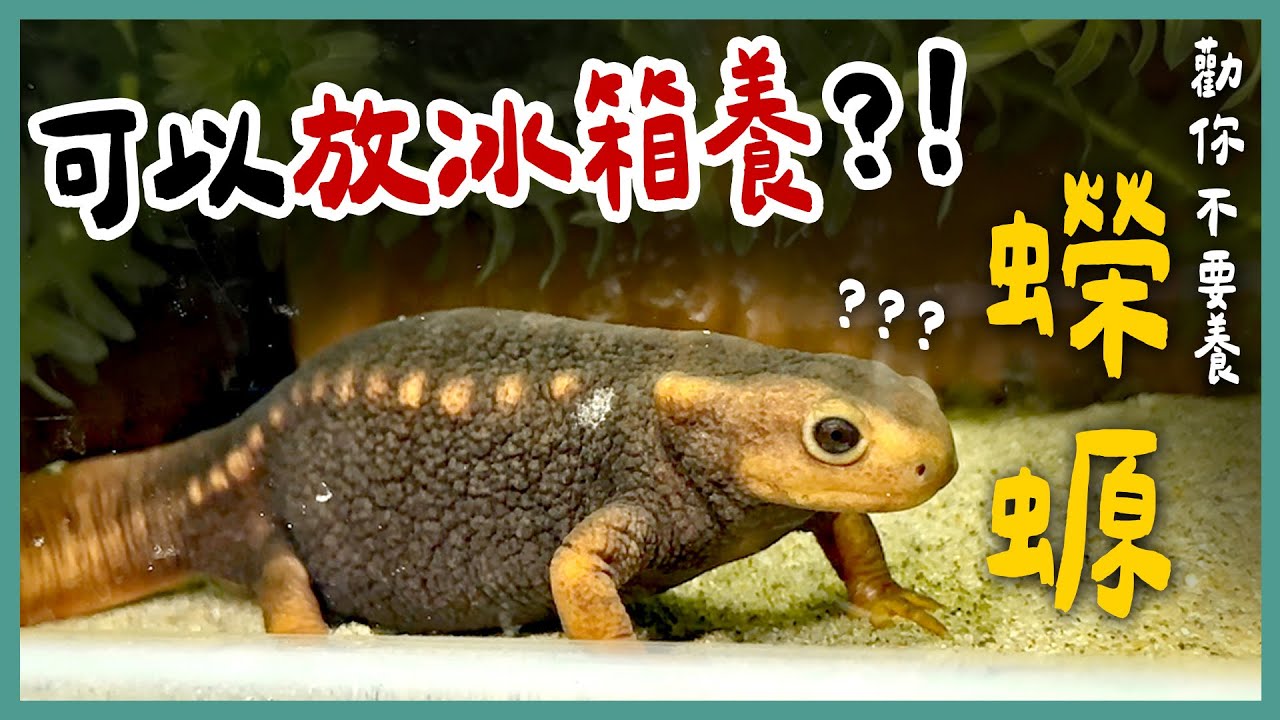 六角恐龍以外的蠑螈你看過嗎？台灣有蠑螈嗎？養蠑螈超麻煩？想養的話這集認真看！《勸你不要養》EP21 | 蝌蚪老師與三桃