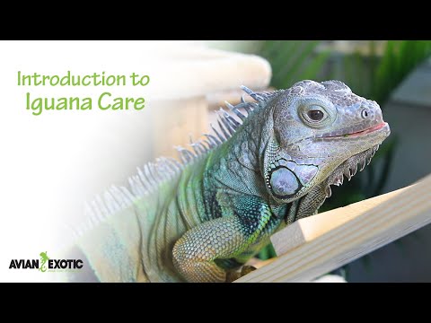 Introduction to Iguana Care