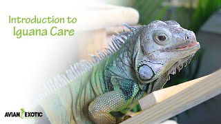 Introduction to Iguana Care by Avian and Exotic Animal Clinic 46,237 views 3 years ago 3 minutes, 56 seconds