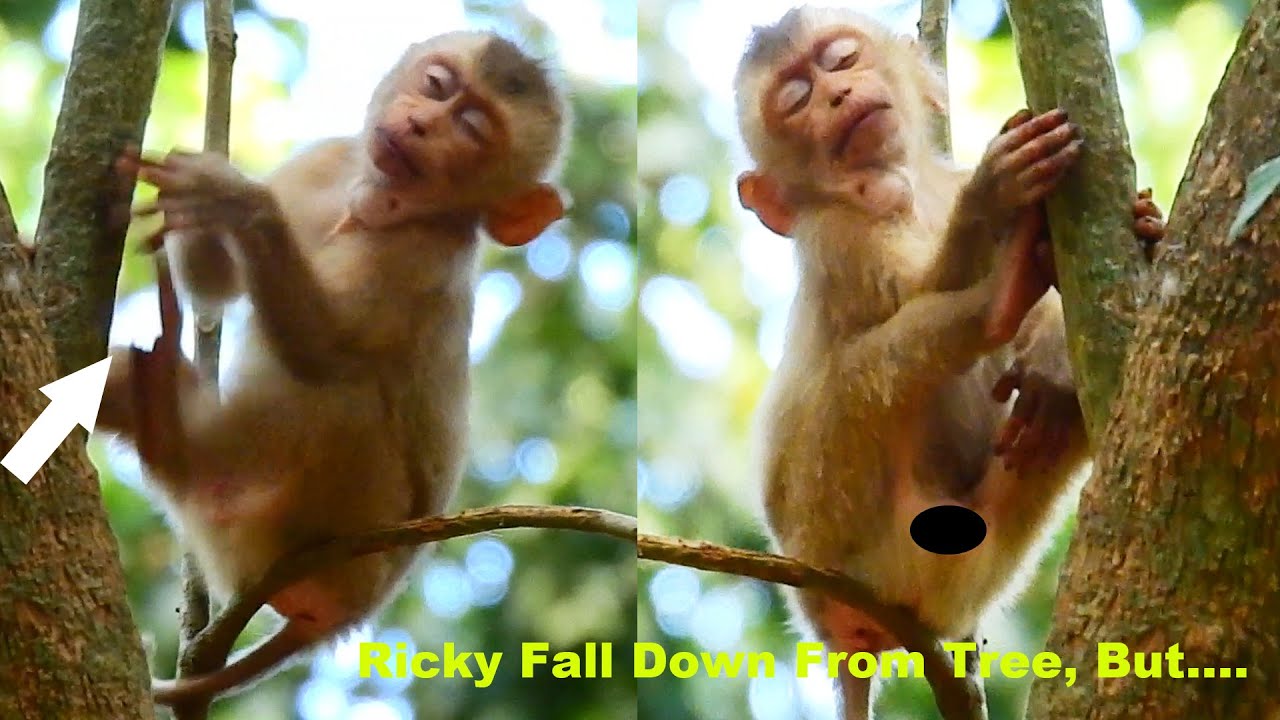 Poor Ricky nearly fall down ground during sleep on tree