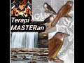Suara Masteran Cucak Jenggot Gacor Dilengkapi Suara Gemercik Air Mengalir Mp3 - Mp4 Download