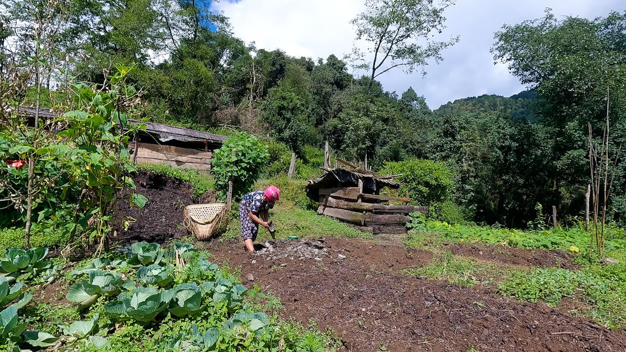 Rita sowing garlic || village garlic farming || life in rural Nepal 