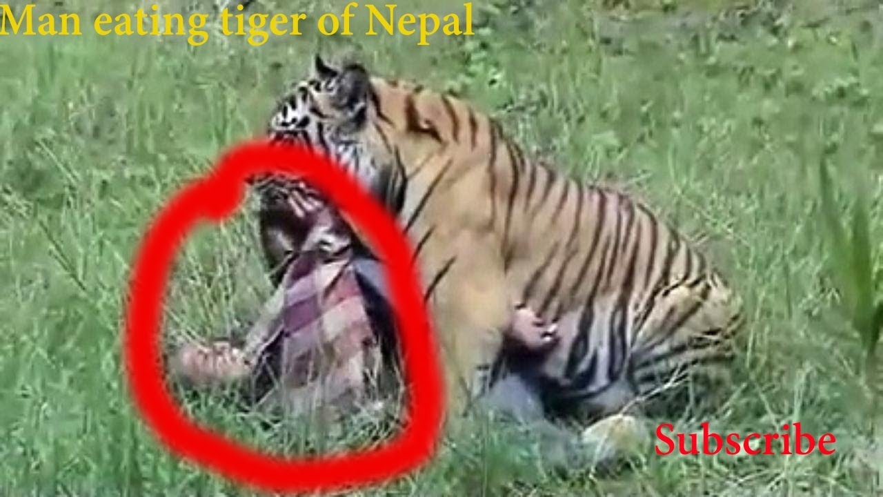 Man eating tiger in Nepal - YouTube