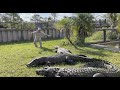 Feeding monster nile crocodiles at primitive predators