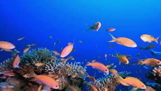 Tranquil Tunes Beneath the Waves Deep Relaxation Subaquatic Serenity Calming Sounds of the Deep