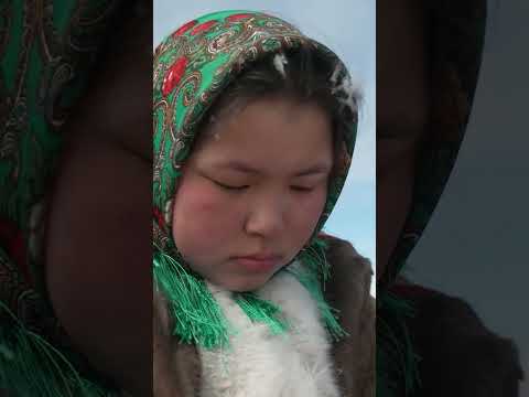 😳 Как хаски общаются с волками? Удивительные способности породы