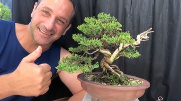 How to wire the top apex of your bonsai, create foliage pads and overall maintenance of your bonsai