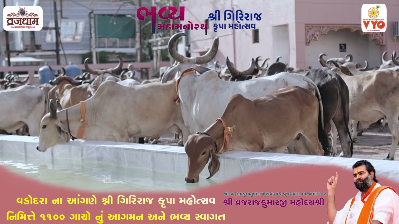 The arrival of the herd of cows via Vrajdham Adhyatmik Sankul at Navlakhi ground