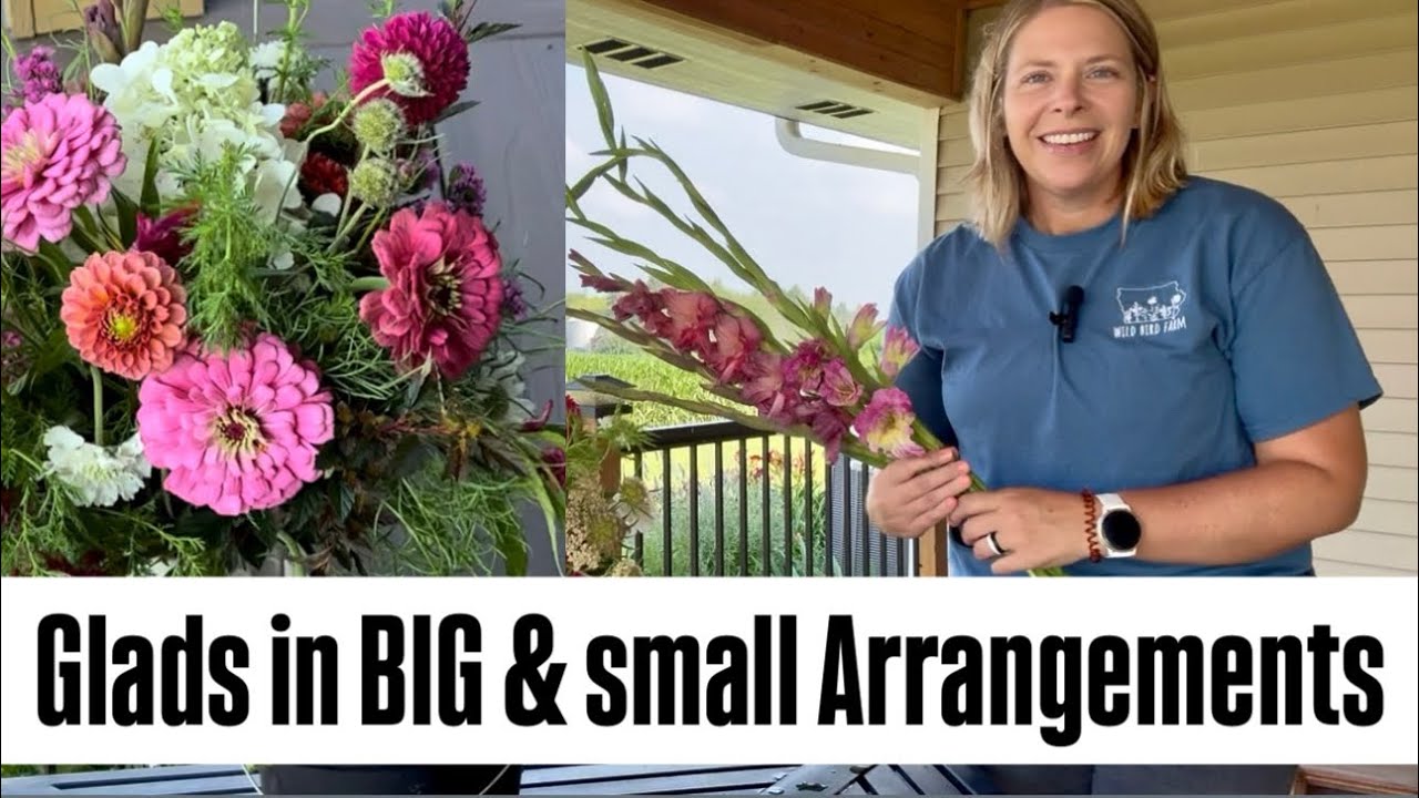 Glads-Use These Big, Awkward Beauties in Arrangements : cut flowers : prevent thrips : harvest stage