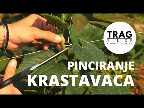 Video: Uzgoj Presadnica Krastavaca