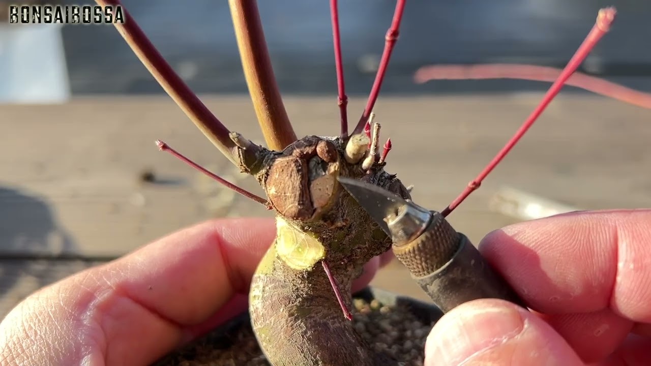 【YMJ】山もみじ素材いじりに憧れていた #盆栽 #bonsai