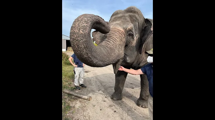 SPEECH: Sen. Simons speaks to Bill S-241, the Jane Goodall Act and the quandary of Lucy the elephant