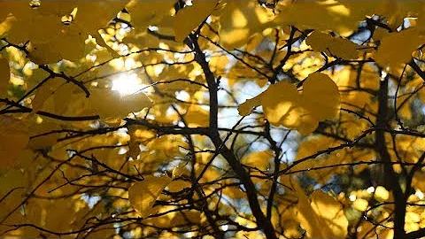 Fall Colors - Turtle Bay Exploration Park - Reddin...