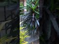 # maheswar nath mahadev mandir # youtube shorts