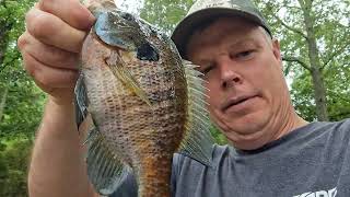 In God fishing caught a Big Longear Bluegill Bream at a private pond in Remlap Alabama