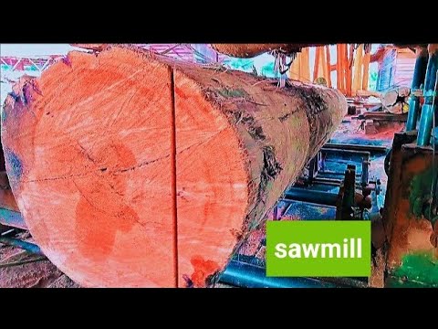 Sawmill. sawmill Meranti red vs white meranti