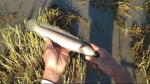 Cánh Đồng Mới Cắt Vừa Xong Xiệt Cá Bắt Mỗi Tay Luôn@