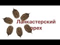 Ланкастерский орех//Nataliya Alekseeva//