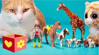 Cute cat | Simba plays with Toys | Video for children to watch |9| by Bellboxes 253,165 views 5 years ago 4 minutes, 17 seconds