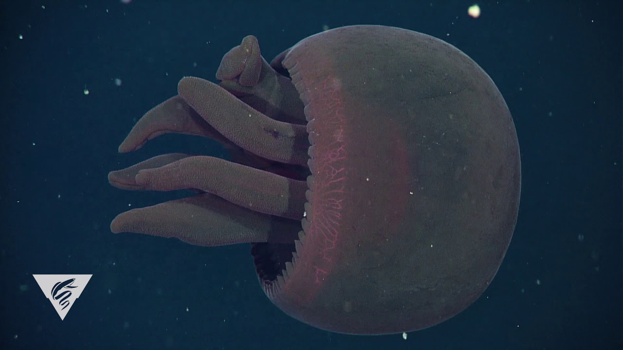 and Wonderful: Otherworldly giant, red jellyfish swims into our minds - YouTube