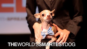 TED Talks : The World