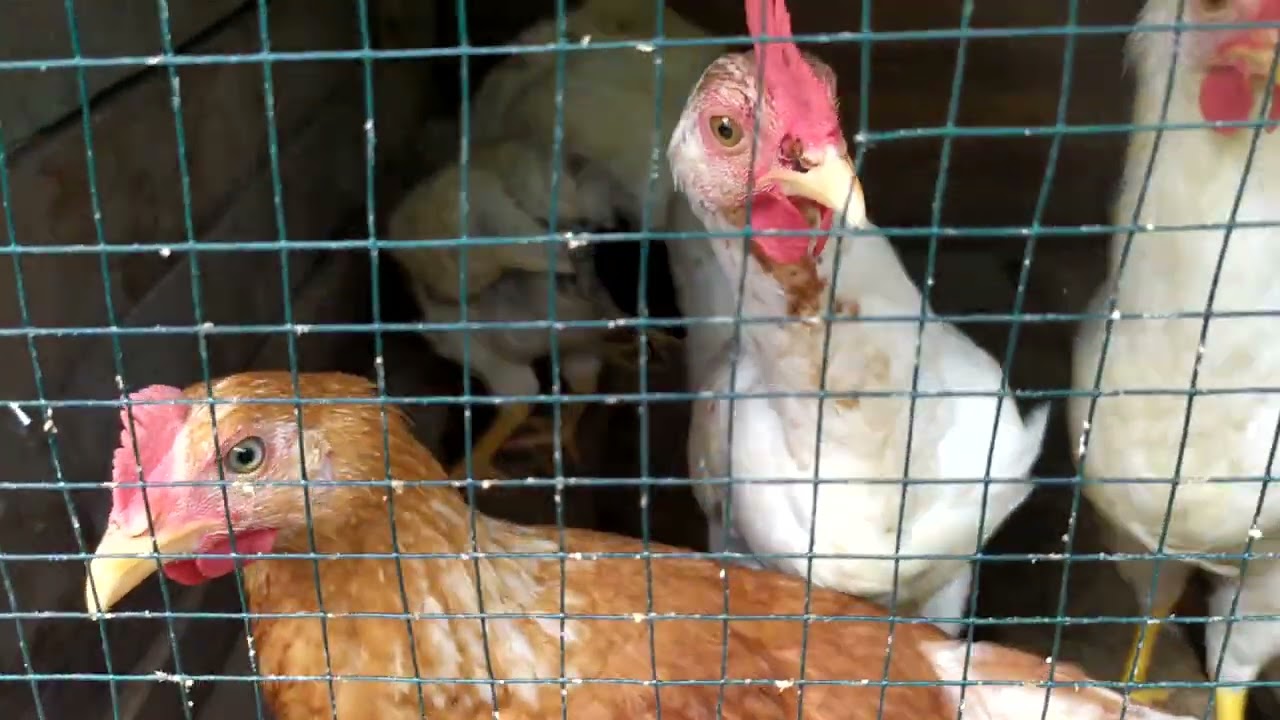 Kelebihan ayam hasil silangan BKvs Pejantan warna warni#anak ayam @22