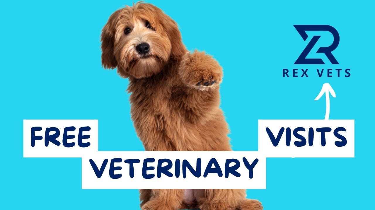 Free Vet Care for Pets in Need | Rex Vets Non-Profit Organization