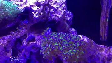 Biocube 29 (Coralife) reef tank with LED light upgrade.