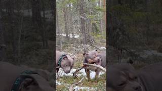 Dogs Enjoying Nature Bullywebtv.com